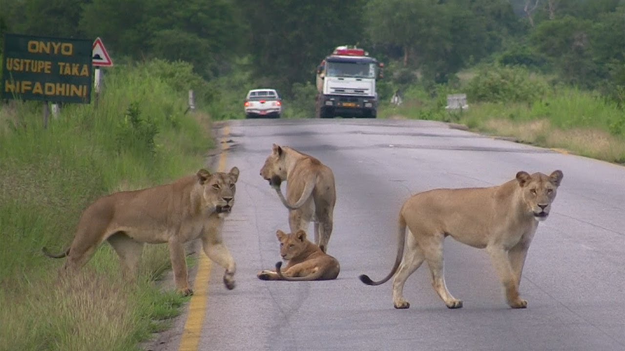 2-Day Safari from Dar es Salaam to Mikumi National Park