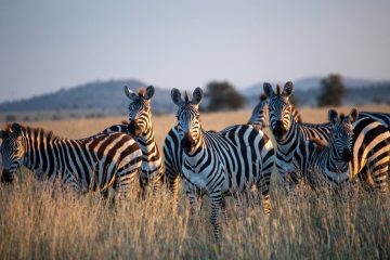 3 Day Safari Mikumi National Park from Dar es Salaam