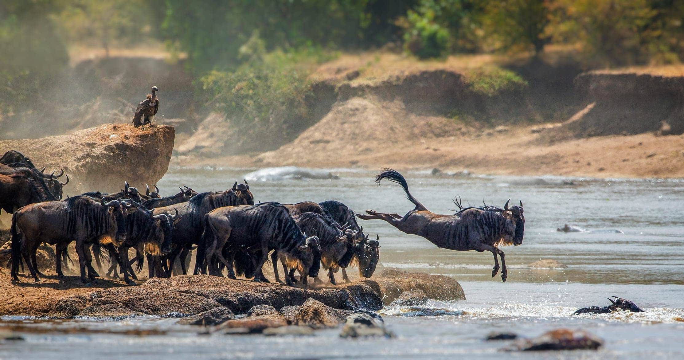 9 Day Serengeti Wildebeest Migration Safari