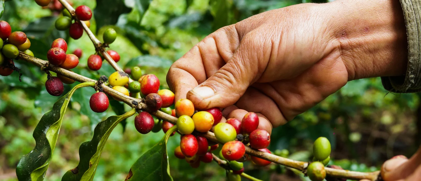 Explore Arusha Coffee Plantation Tour