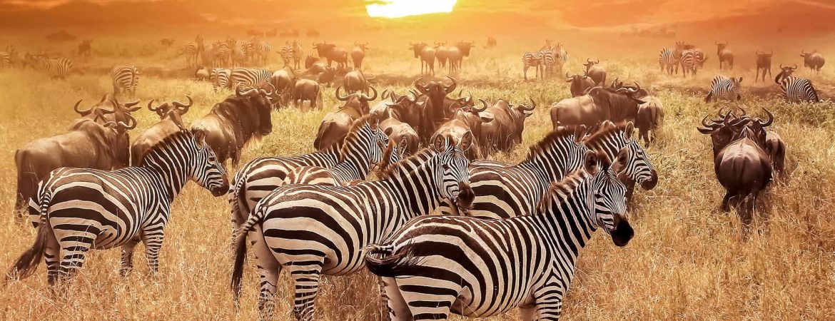 Tanzania: 3-Day Safari from Zanzibar