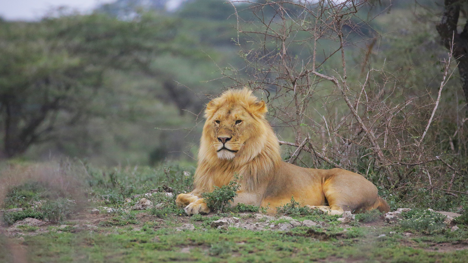 Giant-Lion-in-the-Serengeti National-Park with Guides Of Africa