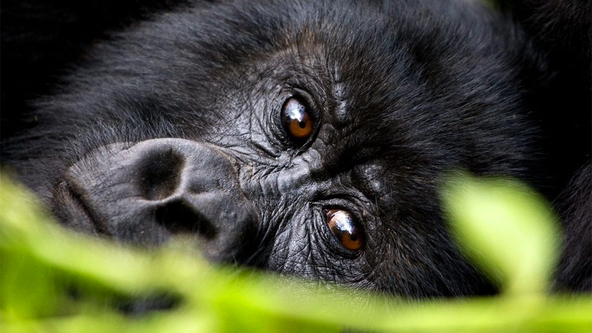 Gorilla trekking in Uganda and-Rwanda